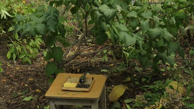 Когда кормить птиц: наполняем осенние кормушки для синиц и воробьев смотреть онлайн