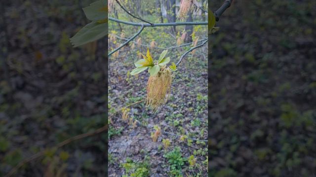 Весенняя прогулка