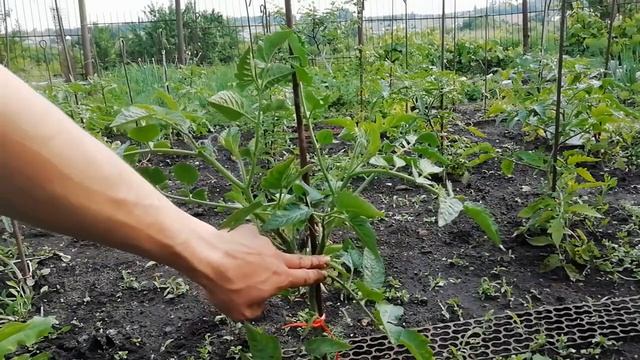 ФОРМИРОВКА ТОМАТОВ-ЗАЛОГ БОЛЬШОГО УРОЖАЯ смотреть онлайн