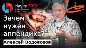Зачем нужен аппендикс? – Алексей Водовозов | Лекции по медицине | Научпоп