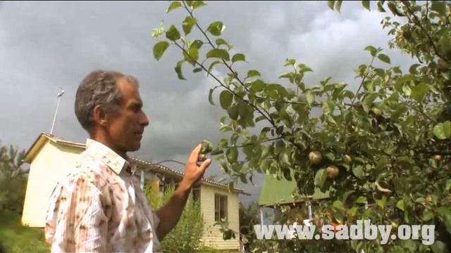 Летняя обрезка деревьев. Работы в саду летом: плодовые деревья. Часть 1. © смотреть онлайн