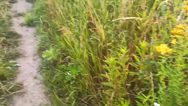 ПЕРЕСЕЛЕНЦЫ В ЗАКАРПАТЬЕ ? Дикая природа Закарпатья?️ Поля цветов ??горы Карпаты, гортензии всюду смотреть онлайн