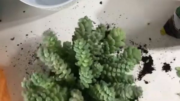 Седум (Очиток) Буррито. Пересадка, укоренение.