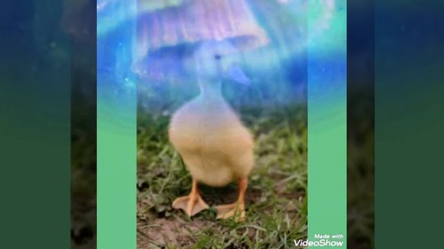 Самые интересные приметы про уток! смотреть онлайн