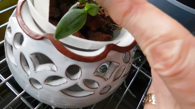 Rearranging to accommodate the arrival of 4 more Dendrobiums смотреть онлайн