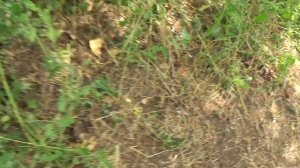 Палатка с Декатлона после двух лет. Стоит ли покупать? Quechua Arpenaz Base M