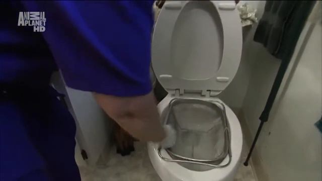 Чито. Кошка Чито. Сheetoh Cats Cheetah Cats смотреть онлайн