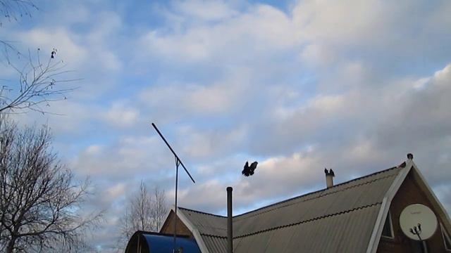 4 января пос новоэкономическое голуби сына смотреть онлайн