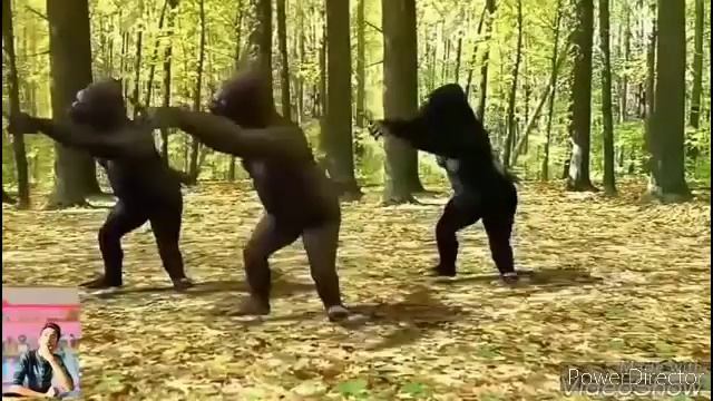 funny chimpanzee dance with song Taki Taki Rumba смотреть онлайн