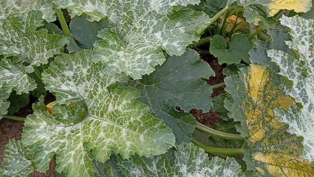 Кабачки растут. 28.07.2024 г.