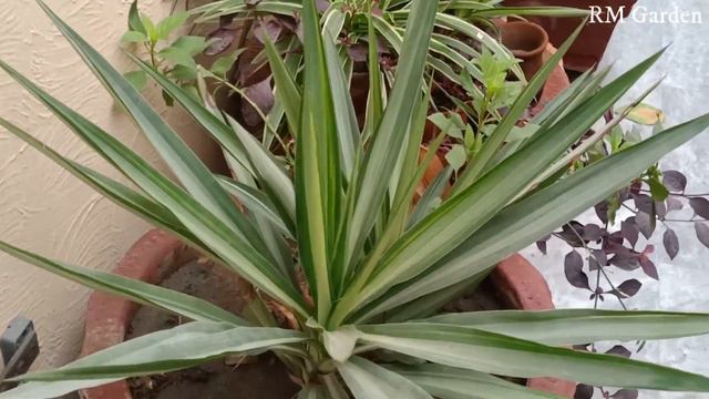 Agave Plant | How to Grow & Care for Agave | Hardest Plant to Kill | Best for Beginners | RMG смотреть онлайн