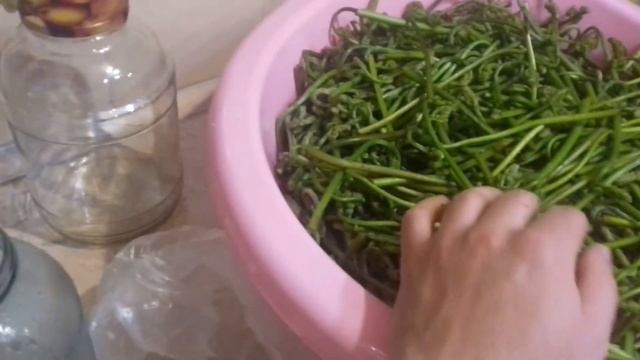 сбор и засолка папоротника "Орляк" смотреть онлайн