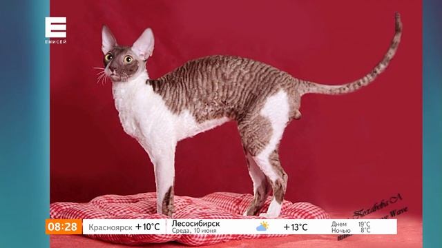 Порода кошки корниш-рекс: подробно о характере и особенностях содержания смотреть онлайн