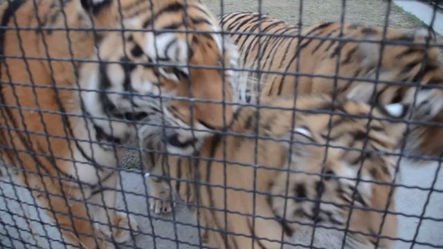 Добрейшая тигрица превратилась в МЕГЕРУ ! The kindest tigress turned into an evil one! смотреть онлайн