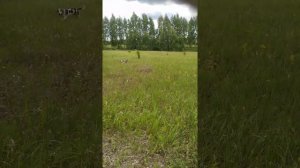 Бигль. Свисток для собак. ( ультразвуковой)