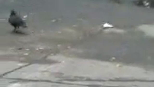 очень Жадный голубь.3gp смотреть онлайн