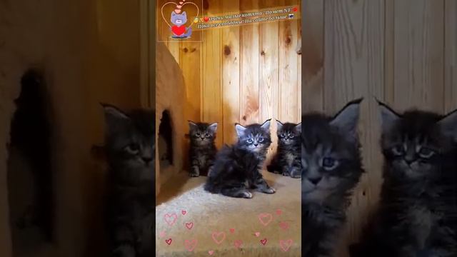 ??❤Очень милые котята мейн-кун?? #екатеринбург #котята #мейнкун #уралмаш #islandcat #котятамейнкун смотреть онлайн