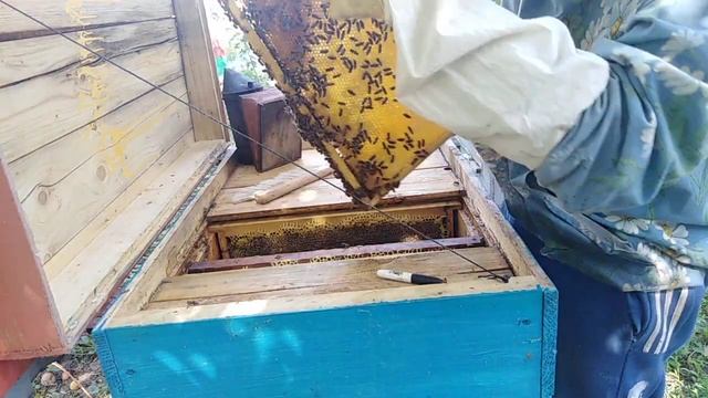 Пчеловодство, Отбор меда с улья лежака смотреть онлайн