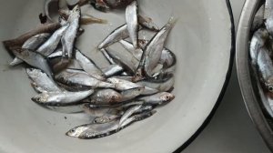 Солим тюльку