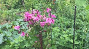 Клематисы Алёнушка, Blue Sansation, Память сердца, Hakuree ( Alionushka, Blue Sansation, Hakuree )