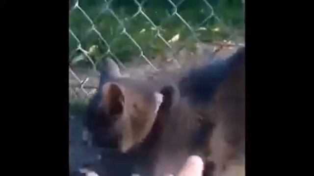 Кот пипкает