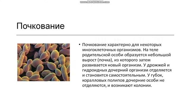 10 класс. Формы размножения организмов. Бесполое размножение смотреть онлайн