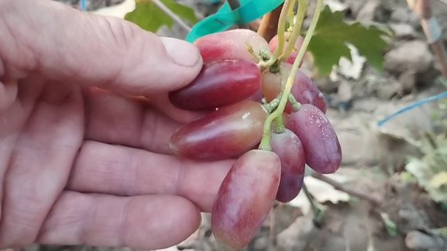 Виноград Джокер и Конкурент Д. 20 августа 2024. Виноградник Щереденкова В. А.mp4 смотреть онлайн