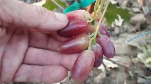 Виноград Джокер и Конкурент Д. 20 августа 2024. Виноградник Щереденкова В. А.mp4