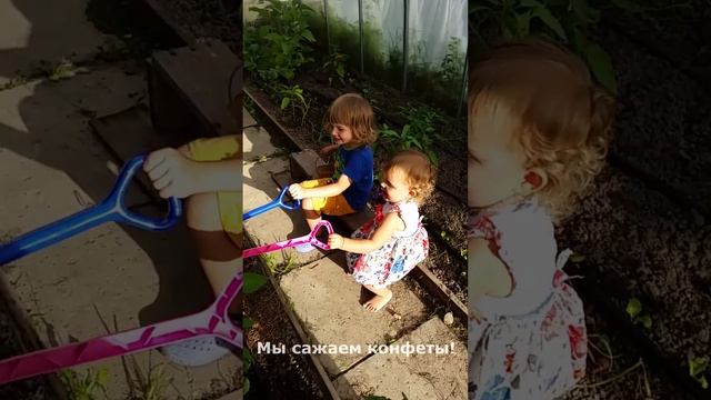 Конфетное дерево на грядке #конфетноедерево #shotrs #candytree #funny kids смотреть онлайн