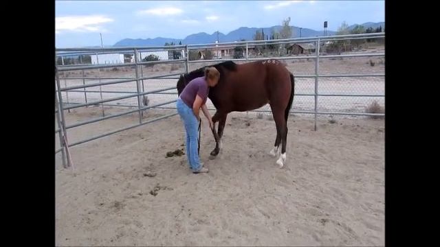 Laredo - BLM Mustang - Picking up Feet смотреть онлайн