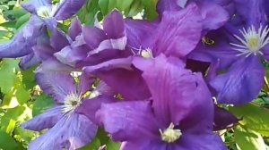 клематис Лютер Бербанк в августе