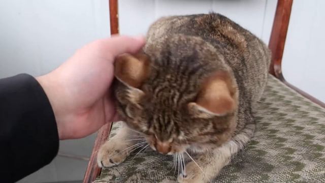 canon powershot g9x mark ii пробное видео, Камышовый дикий кот Василий смотреть онлайн