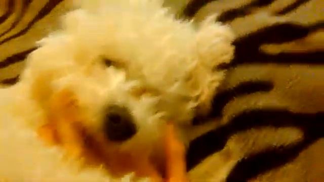 Плюссы и минусы Бишон фризе