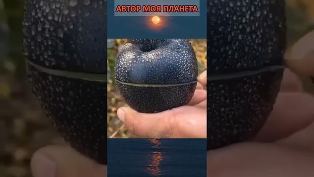 Яблоко Черный алмаз, необычные животные, факты, земля, видео, необычно смотреть онлайн