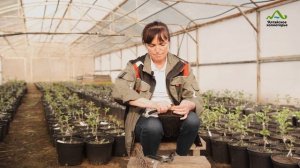 ПРИВИВКА ВИШНИ ВЕСНОЙ ЛЕТОМ | САЖЕНЦЫ ВИШНИ В ПЛОДОВЫЙ САД | 100% ПРИЖИВАЕМОСТЬ САЖЕНЦА