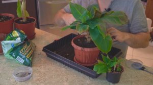 Банан. Секреты выращивания банана дома. Пересадка, размножение. Подробно! Сорт Муса