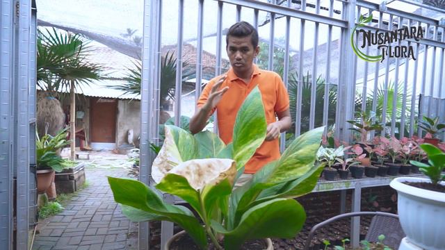 Review ANTHURIUM  Cobra Genenis#tanamanhias #anthurium #vlog2020