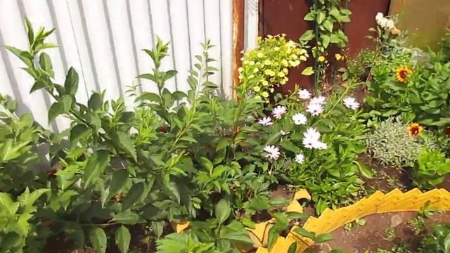 Форзиция и калина Бульденеж.01.08.2019 смотреть онлайн