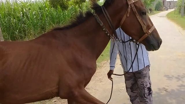 ब्लोतराज नस्ल की शानदार घोड़ी смотреть онлайн
