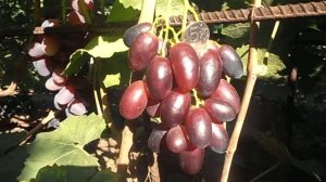 Виноград Олимп