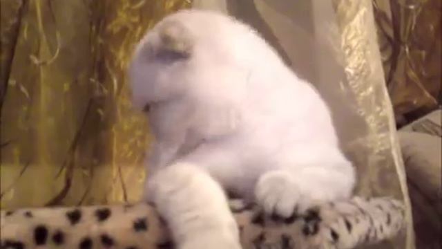 Шотландская вислоухая кошечка - Zefirka Flaming Giant 2.wmv смотреть онлайн