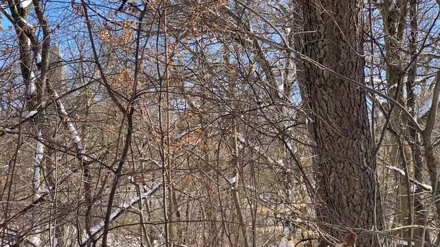 Birdwatching in Central Park. Снежный центральный парк и кормление птичек ? смотреть онлайн