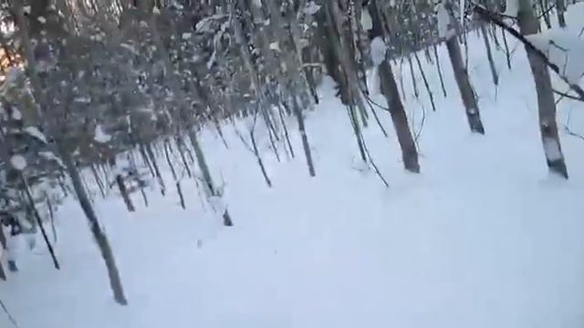 Проверка петель на зайца