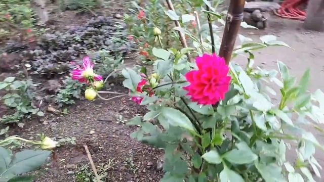 Beautiful Purple Chrysanthemum - Flower Plant Collection смотреть онлайн