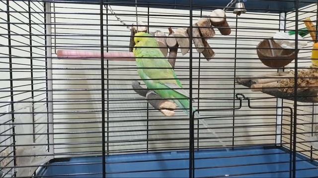 СТРИМ On Line Ответы на вопросы о попугаях смотреть онлайн