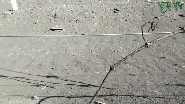 Раскрытие винограда. Сезон 2023 смотреть онлайн