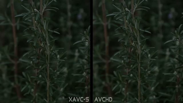 alpha 77 ii - firmware 2.0 / XAVC-S vs. AVCHD смотреть онлайн