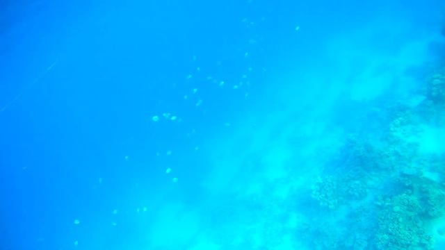 sharm domina coral bay смотреть онлайн