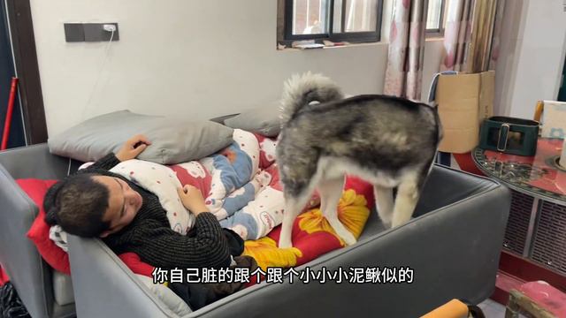 男主打呼噜被女主赶出卧室，二哈心疼男主竟然非要陪着他，暖哭了 смотреть онлайн