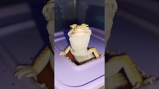 Кормление эублефара Бананы. смотреть онлайн